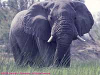 in the Okavango