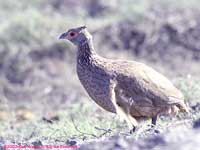 Swainson's francolin