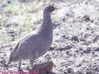 red-billed francolin