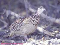 crested francolin