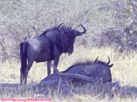 two gnus