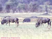 two gnus and a zebra