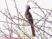 perched