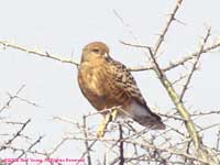 perched in a thornbush