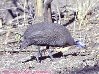 helmeted guineafowl