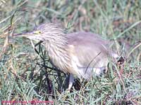 squacco heron walking