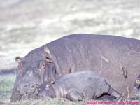 mother and calf