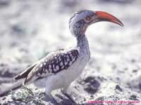 red-billed hornbill