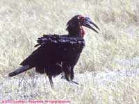 ground hornbill