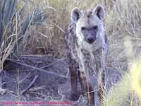 spotted hyena