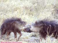 two brown hyenas