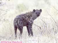 in dry grass