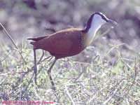 striding jacana