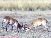 sparring males