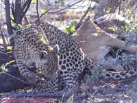 Leopard on an impala kill