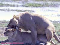 Mating lions