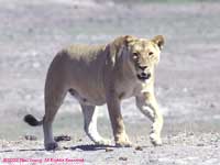 hunting lioness