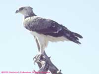 perched osprey