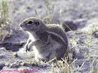 Cape ground squirrel