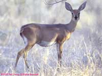 one shy steenbok