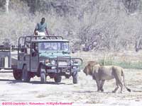 lion approaching the support vehicle