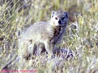 yellow mongoose