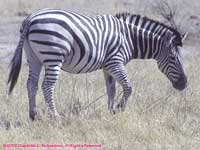 one zebra