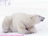 sitting in the snow