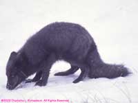 dark phase arctic fox