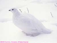 willow ptarmigan