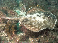 round stingray