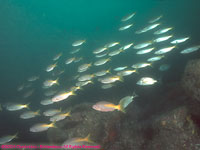 Mexican goatfish