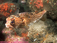 balloonfish