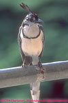 white-throated magpie jay