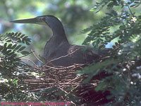 tiger heron