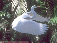 great egret