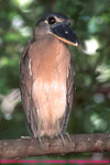 boat-billed heron