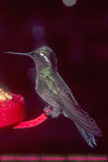 magnificent hummingbird