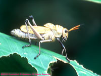 grasshopper