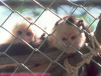 white-faced capuchin monkeys