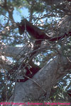 mantled howler monkey