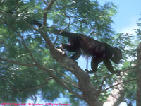 mantled howler monkey