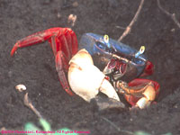 land crab