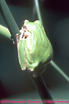 tree frog