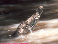 American crocodile