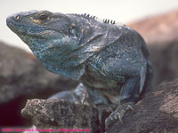 iguana