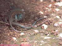 mating lizards