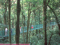 Monteverde cloud forest