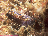 sea cucumber