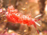 nudibranch